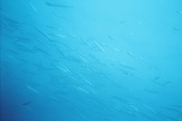 UW-Foto eines Barakudaschwarms in blauem Freiwasser